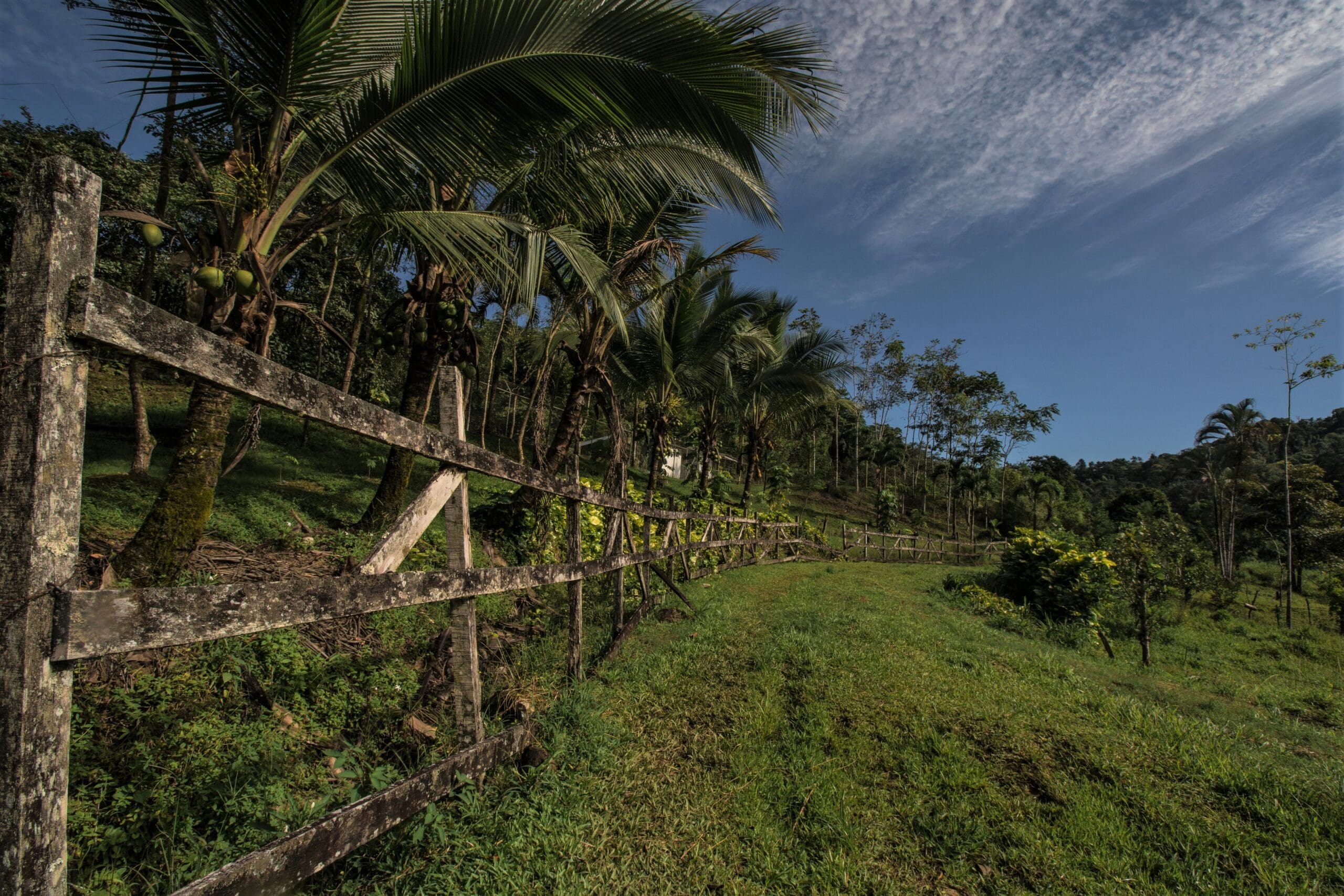 background with wooden fence of green vegetation with palms on the mountain in a sunny morning